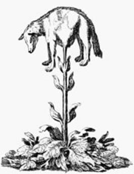Sheep Plant